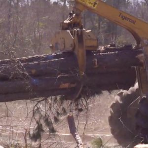moving large trees with the help of heavy machinery, Acorn Outdoors, Lufkin, TX