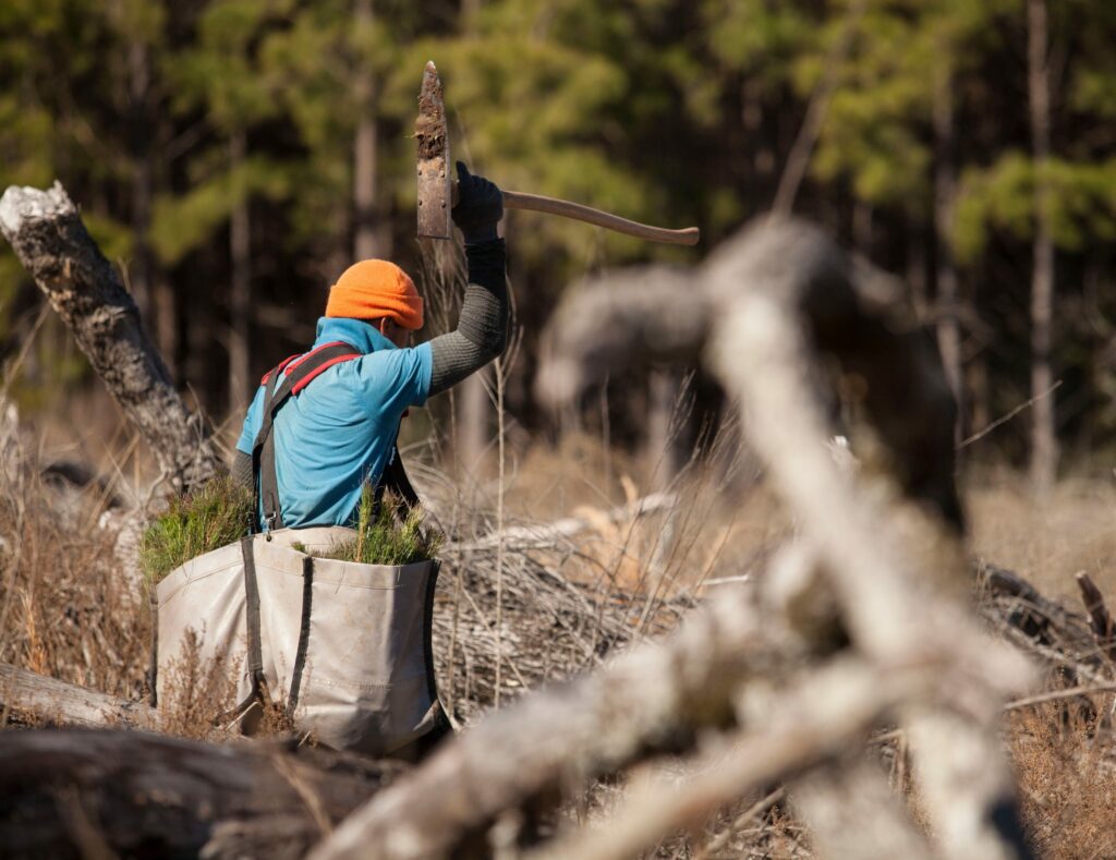 reforestation plans, Acorn Outdoors, Lufkin, TX