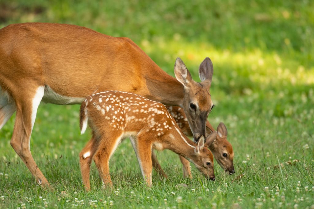 doe grazing with two fawns