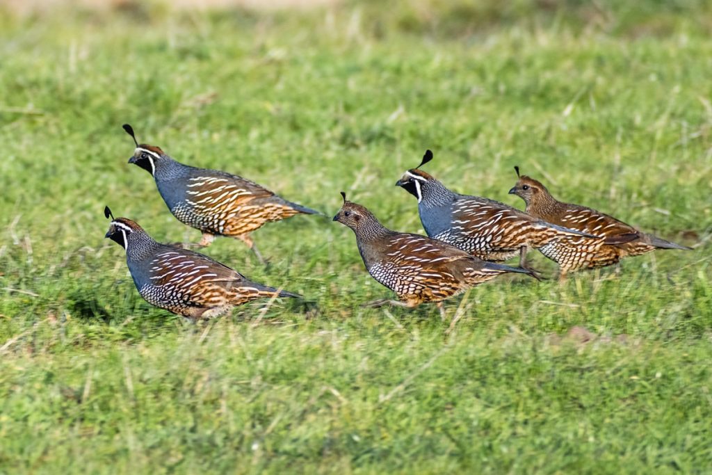 a few quails in the meadow