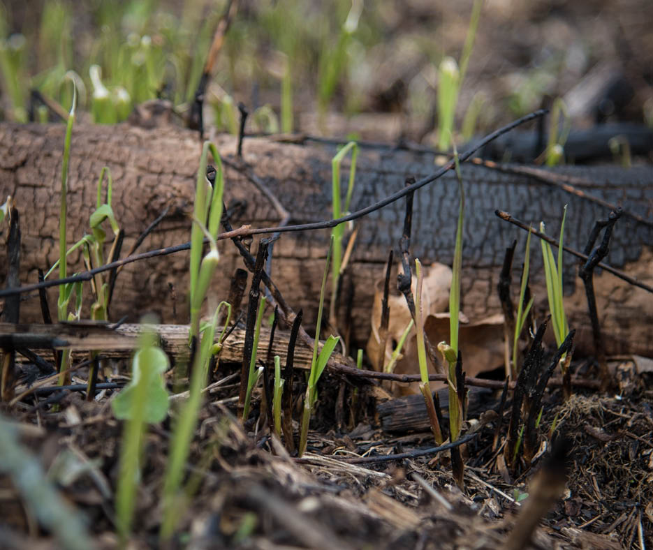 New grass growing after fire