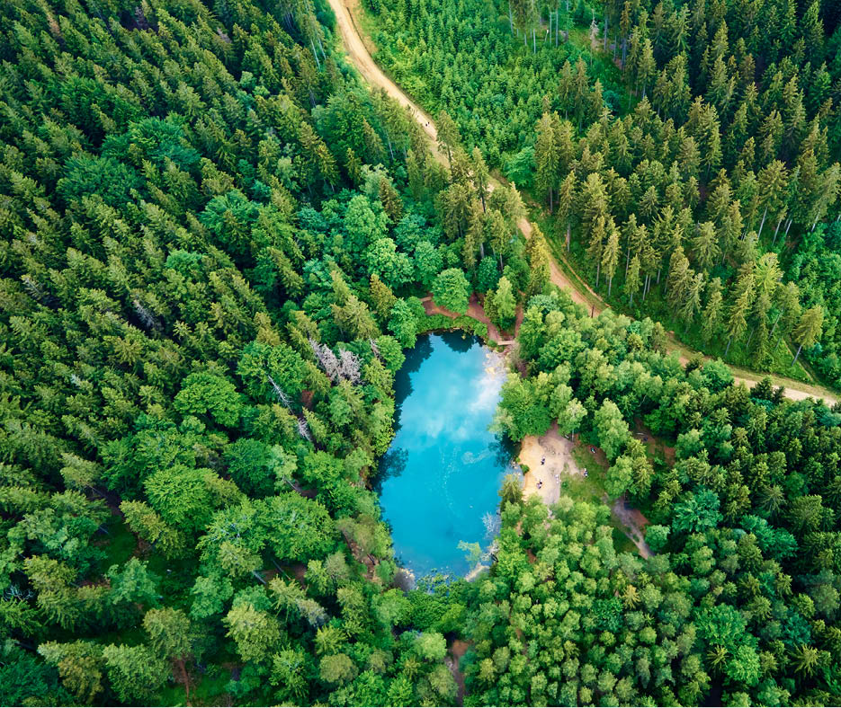 Aerial view of lake in the middle of the forest