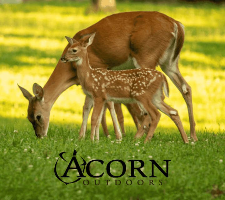 family of deer