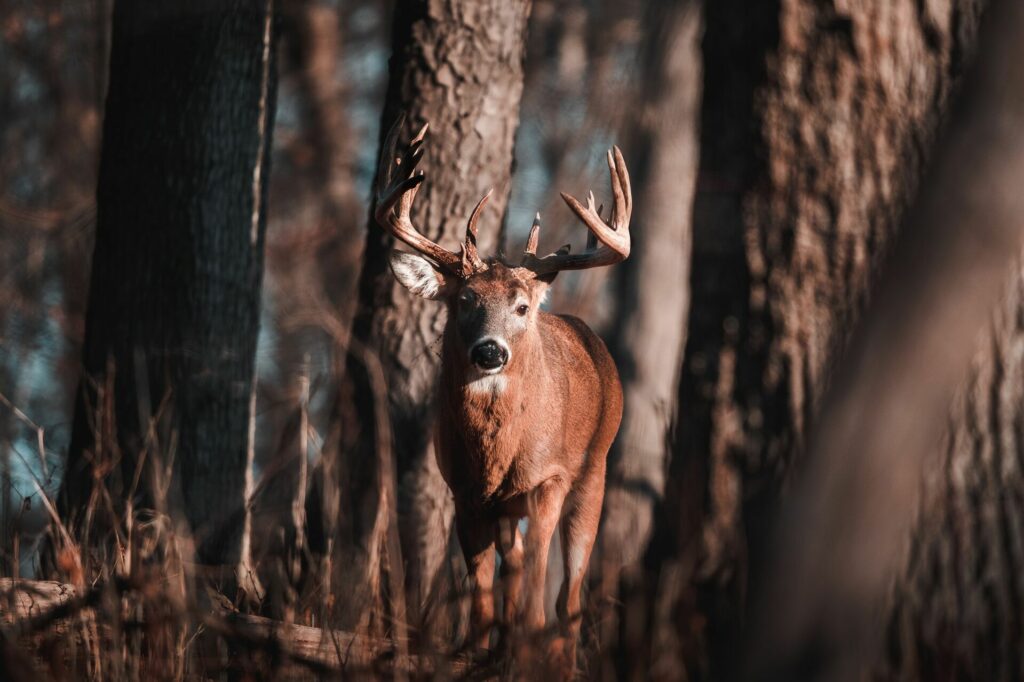 deer pines