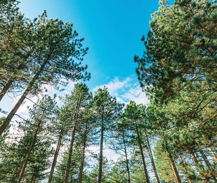 healthy tree canopy