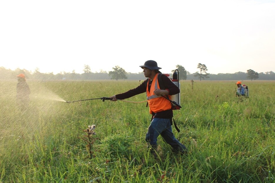 workers spraying herbicide for controlling invasive vegetation