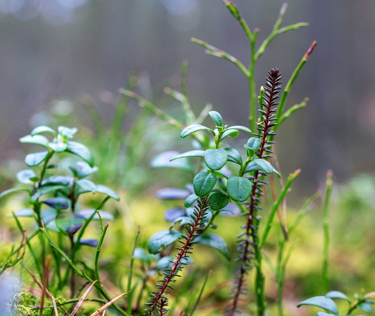invasive vegetation