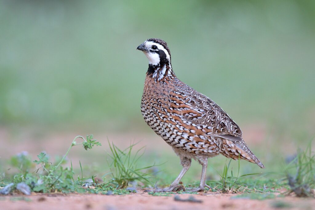 quail