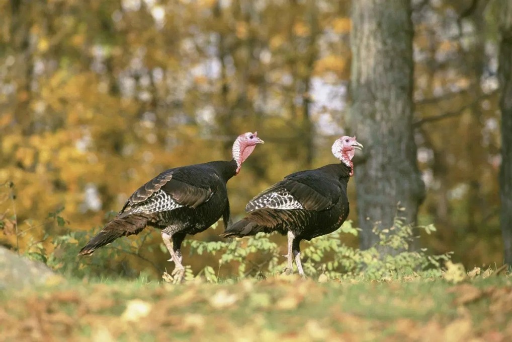 wild turkeys