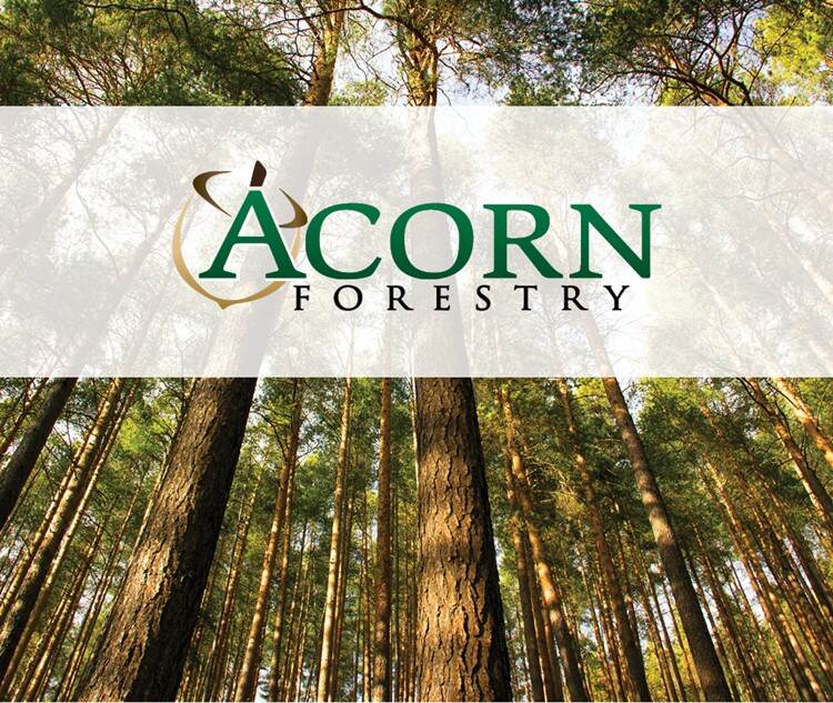 stand of trees with the acorn forestry logo overlaid