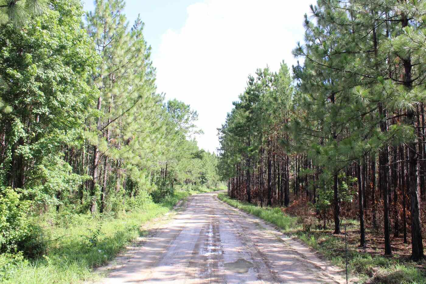 View on a muddy road with forest on both sides