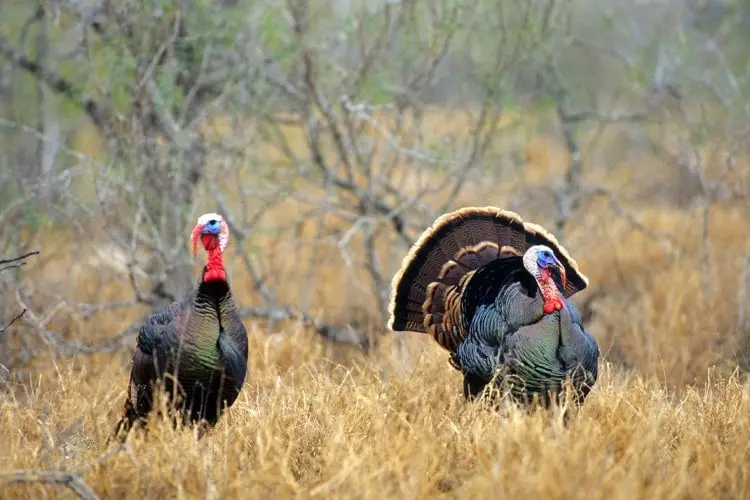 a couple of turkeys in the meadow