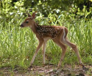 Bambi