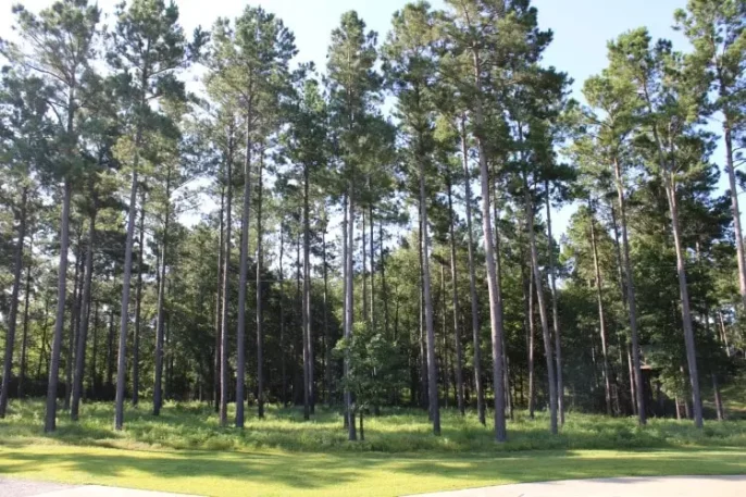 pine tree stand clean underneath