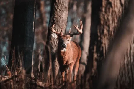 deer-pines-min