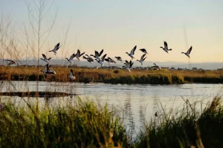 ducks flying out above the wetland