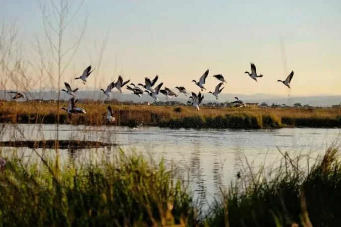 ducks flying out above the wetland