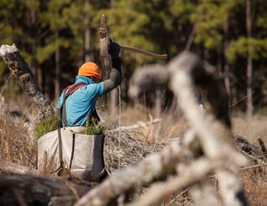 reforestation plans, Acorn Outdoors, Lufkin, TX